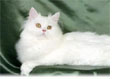 How to Have Happy, Healthy,
Long-Living Cats...

Without Spending a Penny on
Vets, Medicines or Special Foods!
