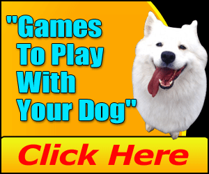 Games You Can Play with Your Dog Click here for more info.