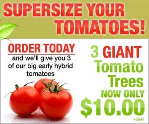 Supersize Your Tomatoes! 3 Giant Tomato Trees. Order Today and we'll give you 3 of our big early hybrid tomatoes as our gift to you. Just Pay Shipping & Handling!  Click here for details...
