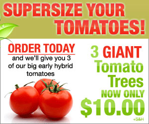 Supersize Your Tomatoes! Click here for details...