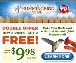 Turn Your Backyard into a Natural Hummingbird Playground! Click here for details...