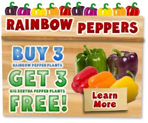 Grow 5 Different Colored Peppers in just 1 Plant! Each Plant Grows Up to 30 Peppers Saving You Money.  Buy 3 Peppers, Get 3 Big Bertha Peppers FREE - only $10 + S&H ! Click here for details...