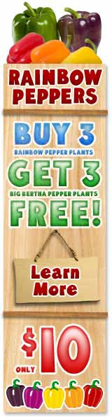 Grow 5 Different Colored Peppers in just 1 Plant! Each Plant Grows Up to 30 Peppers Saving You Money.  Buy 3 Peppers, Get 3 Big Bertha Peppers FREE - only $10 + S&H ! Click here for details...