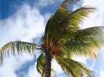 Tropics