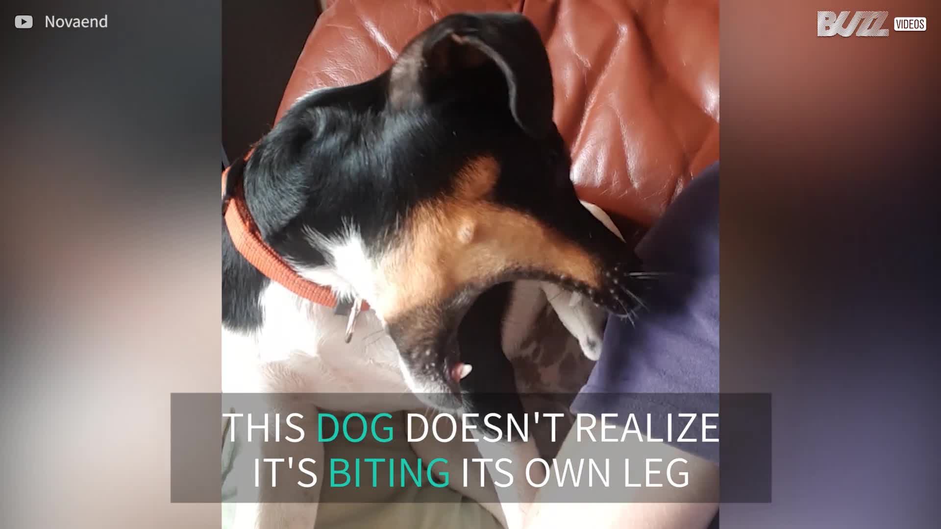 Crazy Dog Bites Its Own Leg! Furry & Funny Animal Videos